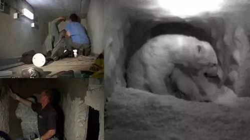 云歌爆料北极熊视频大全,北极熊生活瞬间，高清视频大全呈现  第1张